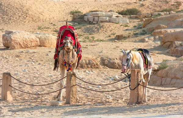 Mısır Deve Giza Vadisi Nin Kumları Arasında — Stok fotoğraf