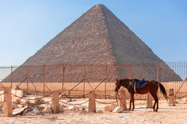 Egypt Horse Background Pyramid Sands Giza Valley — Stock Photo, Image