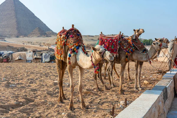 이집트 기아스 골짜기 가운데있는 — 스톡 사진