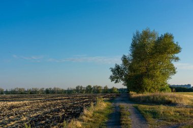 Ormanın yakınındaki kendi buğday tarlası, gün batımında güzel kırsal alan.