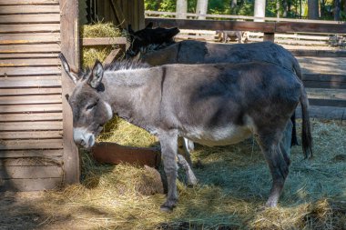 Bakımlı gri eşek saman yiyor, yemek vakti.