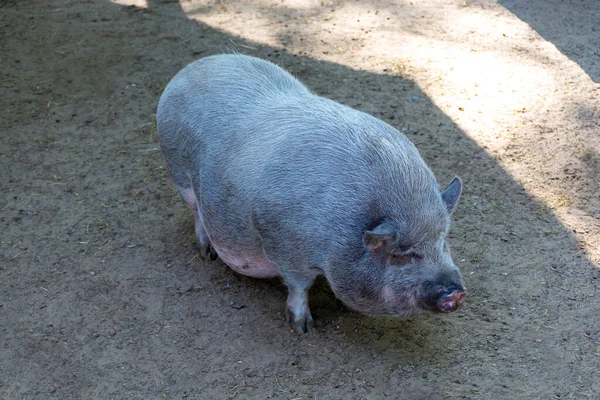 灰色的鹿皮猪肚猪 用于散步 畜牧业 — 图库照片