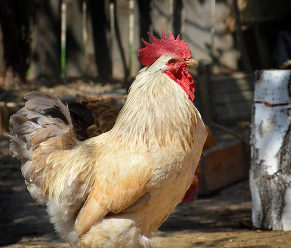 The young rooster walks in the poultry yard — Stock Photo, Image