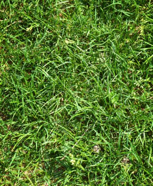 Yeşil çimen arkaplan dokusunu kapat