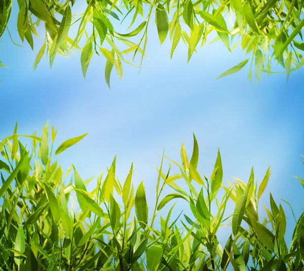 Natural summer background with green lush grass and blue sky — Stock Photo, Image