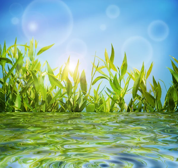 Fondo natural de verano con hierba verde exuberante y cielo azul —  Fotos de Stock