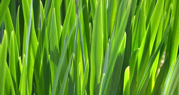 Пышная трава крупным планом — стоковое фото