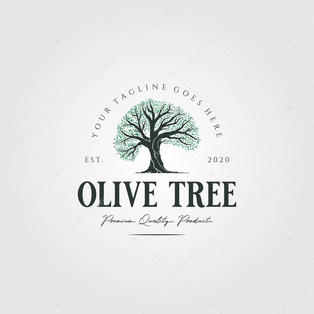 Vintage olive tree nature logo vector illustration design