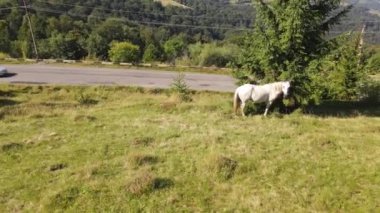 Güzel bir at, her amaç için harika bir tasarım. Manzaralı doğa manzarası. Güzel manzara, doğa. Güzel dağ manzarası