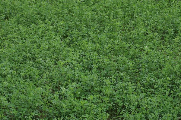 Textura Naturală Plantelor Trifoi Verde Iarbă Câmp — Fotografie, imagine de stoc