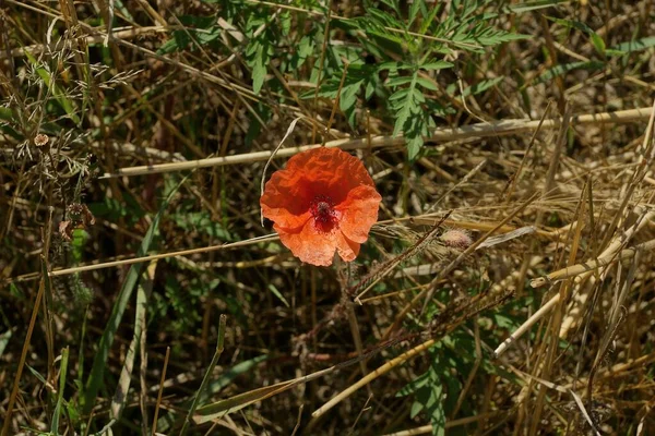 Una Flor Amapola Roja Entre Hierba Seca Marrón Verde Naturaleza —  Fotos de Stock