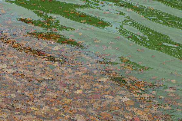 Texture Colorée Naturelle Des Feuilles Brunes Tombées Dans Eau Verte — Photo