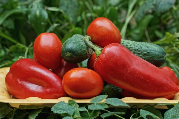 Fresh Vegetables Red Tomatoes Peppers Green Cucumbers Brown Bowl Vegetation — Stock Photo, Image