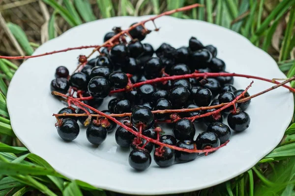 Bayas Cereza Maduras Negras Sobre Ramas Rojas Yacen Plato Blanco —  Fotos de Stock