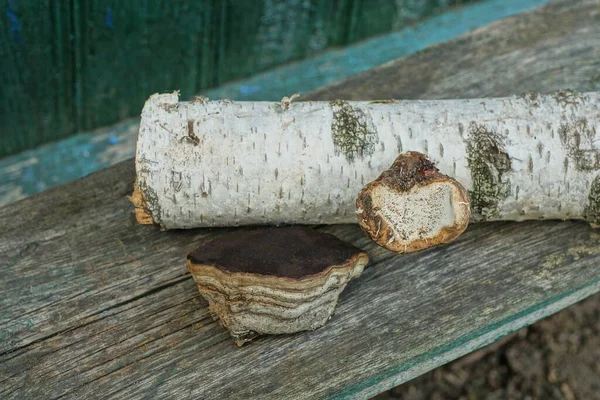 White Tree Branch Brown Birch Mushrooms Lie Gray Wooden Table — Stock Photo, Image