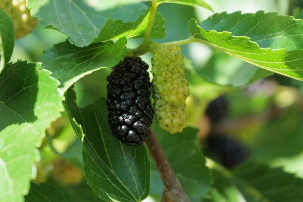 在夏日的花园里 黑莓和绿莓在绿叶的树枝上 — 图库照片