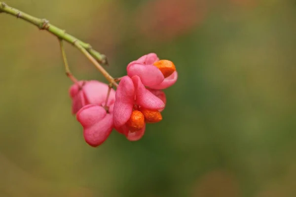 Flor Menuda Roja Salvaje Sobre Rama Delgada Del Arbusto Sobre — Foto de Stock