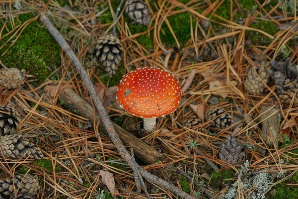 Ένα Κόκκινο Μεγάλο Fly Agaric Μανιτάρι Ξηρές Καφέ Βελόνες Και — Φωτογραφία Αρχείου