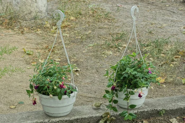 Zwei Weiße Plastikblumentöpfe Mit Grünen Zierpflanzen Und Roten Blüten Außen — Stockfoto