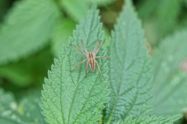 Una Gran Araña Marrón Sienta Sobre Una Hoja Verde Una —  Fotos de Stock