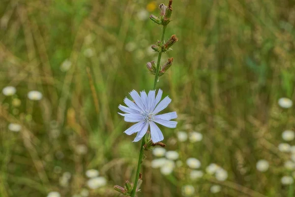 Jeden Divoký Modrý Květ Dlouhém Zeleném Stonku Mezi Vegetací Přírodě — Stock fotografie