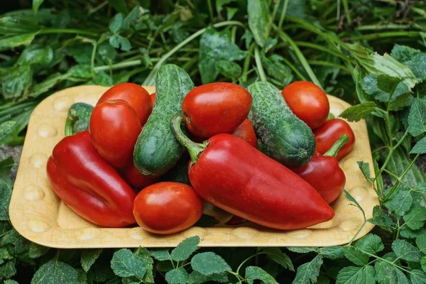 Vegetables Red Tomatoes Peppers Green Cucumbers Brown Bowl Vegetation Leaves — Stock Photo, Image