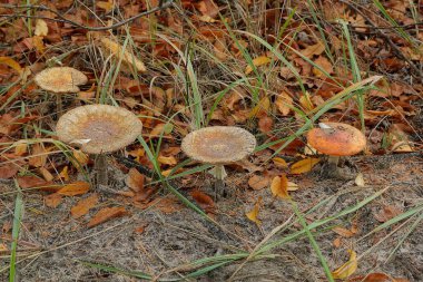 Gri zeminde bir sıra büyük mantar ve sonbahar ormanlarında doğada kurumuş kahverengi yapraklar.