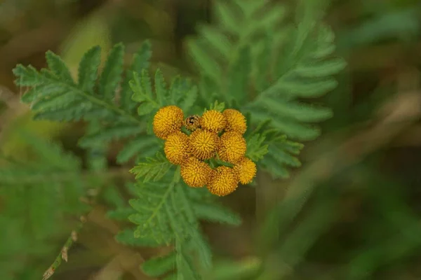 Amarelo Muitos Pequenos Botões Flores Silvestres Mimosa Tronco Verde Com — Fotografia de Stock
