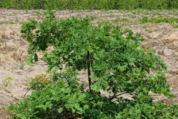 Одне Маленьке Дубове Дерево Зеленим Листям Сірій Землі Лісі Сонячний — стокове фото