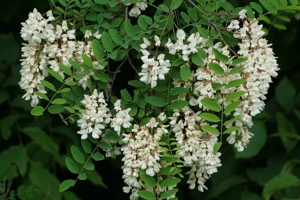 春の森の緑の葉を持つ木の枝にアカシアの多くの白い小さな花 — ストック写真