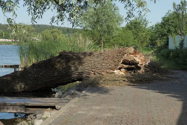 Een Grote Grijze Boomstam Ligt Het Trottoir Aan Oever Het — Stockfoto