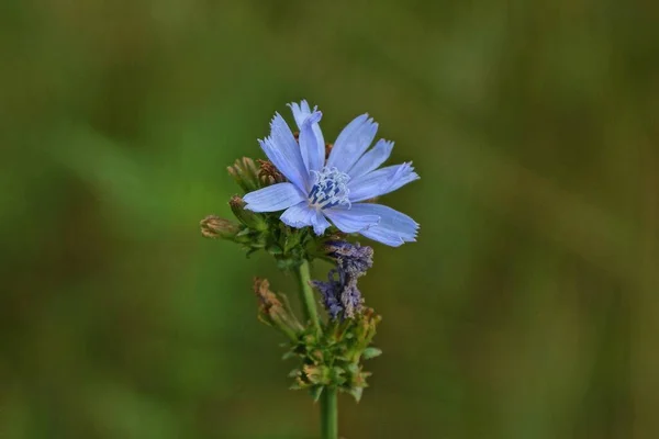 Wildflower Azul Selvagem Uma Haste Verde Longa Entre Vegetação Natureza — Fotografia de Stock