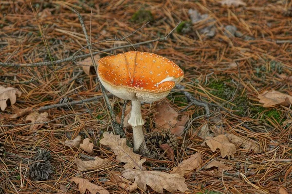 One Large Mushroom Red Amanita Stands Brown Fallen Leaves Dry — Stock Photo, Image