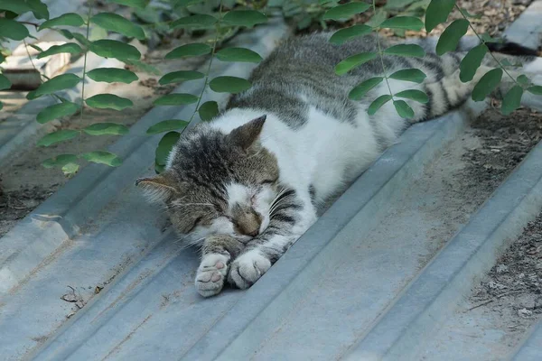 One Large Spotted Cat Lies Sleeps Gray Metal Roof Green — Stock fotografie