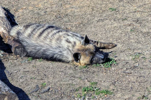 One Large Gray Wild Hyena Lies Ground Nature — Stock Photo, Image