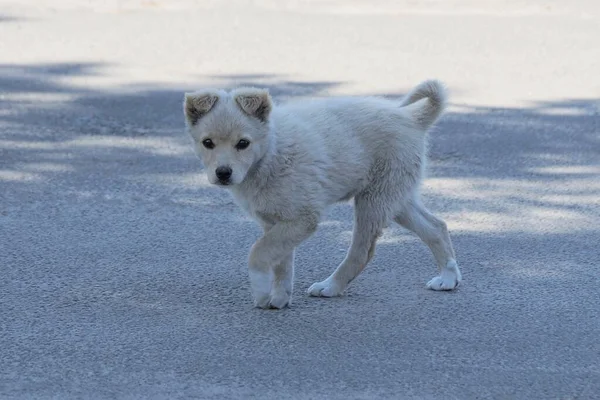 Pequeño Cachorro Callejero Blanco Está Parado Asfalto Gris Calle — Foto de Stock