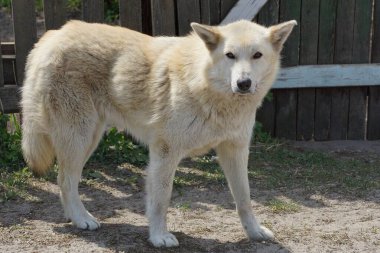 Büyük beyaz bir köpek çitin dışında duruyor.