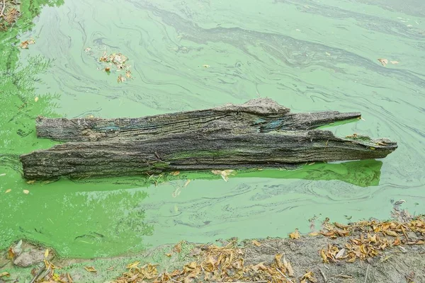 Один Старый Серый Бревно Дерева Лежит Грязной Зеленой Воде Озера — стоковое фото