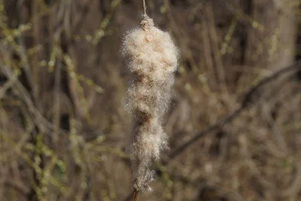 Vild Lång Torr Planta Brunt Vass Och Grått Fluff Naturen — Stockfoto