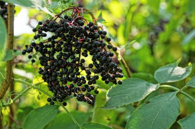 Birçok olgun küçük böğürtlen böğürtlen vahşi bir çalılığın dalında doğada yeşil yapraklarla