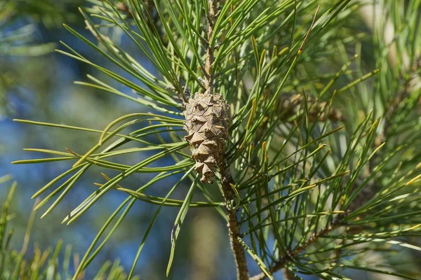 緑の針が森の中にある細い枝に灰色の松のコーン — ストック写真