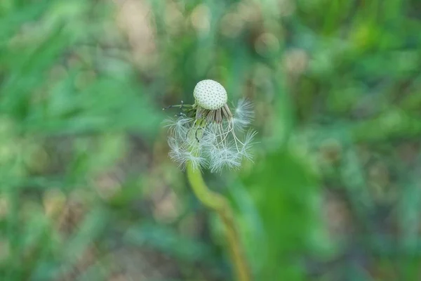 Bahar Bahçesinde Yeşil Arka Planda Beyaz Yaşlı Bir Karahindiba — Stok fotoğraf