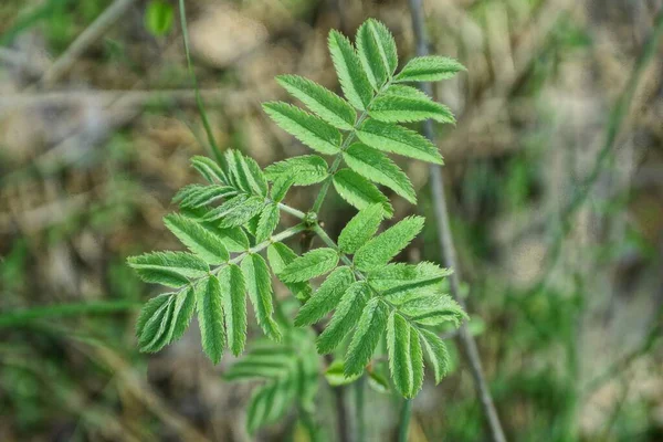 Broto Uma Pequena Árvore Cinza Montanha Selvagem Com Ramo Fino — Fotografia de Stock