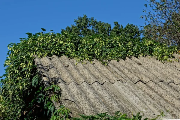 青い空に対して野生のホップと緑の植生で覆われた古い家の灰色のスレート屋根の一部 — ストック写真