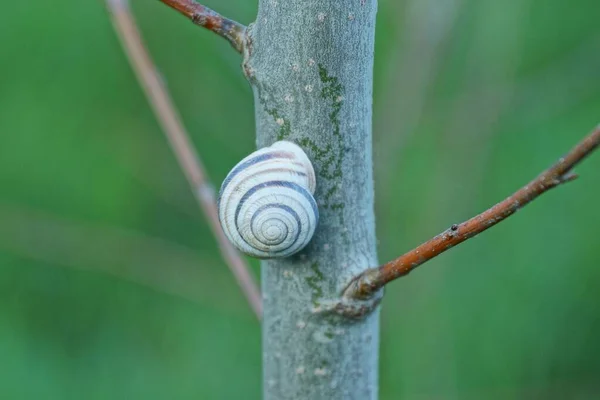 Eine Weiße Schnecke Auf Einem Grauen Ast Auf Grünem Hintergrund — Stockfoto