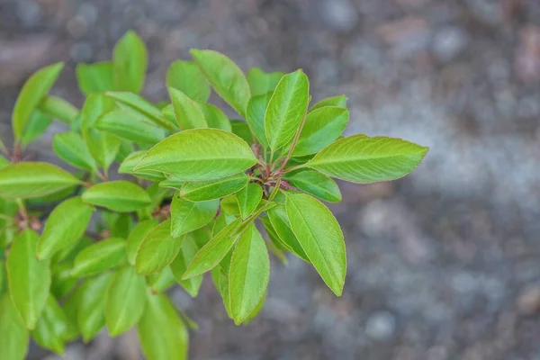 Λεπτό Κλαδί Άγριου Δέντρου Μικρά Πράσινα Φύλλα Γκρι Φόντο Στο — Φωτογραφία Αρχείου