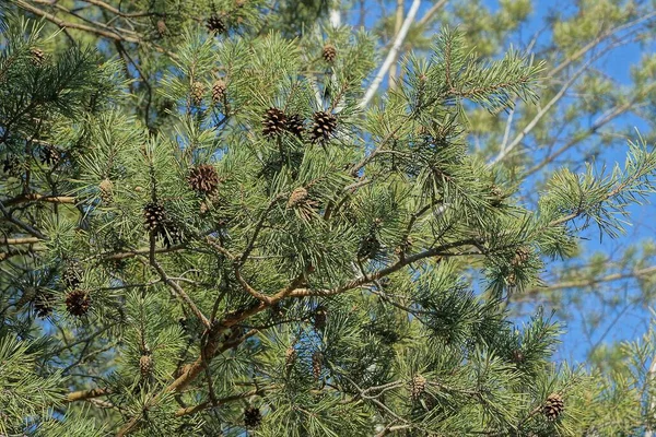 青い空に緑の針で枝に灰色の松のコーン — ストック写真