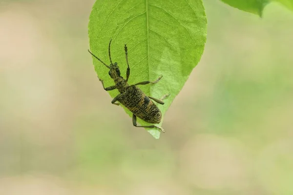 Ein Großer Grauer Käfer Sitzt Auf Einem Grünen Blatt Einer — Stockfoto