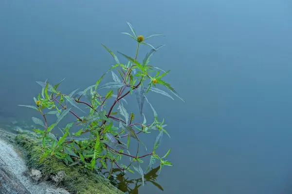 Πράσινο Άγριο Φυτό Κίτρινο Μικρό Λουλούδι Γκρι Ξύλινο Κορμό Μπλε — Φωτογραφία Αρχείου