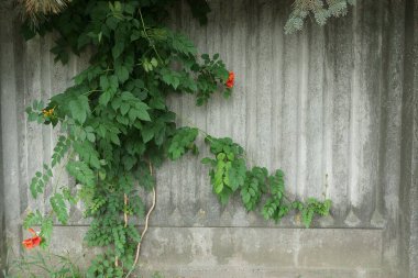 Gri beton duvar, yeşil bitki örtüsüyle kaplı ve sokakta kırmızı çiçekler var.